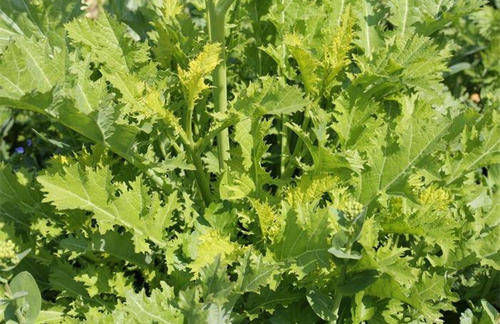 女人不做黄脸婆就多吃补水的菜，有助补水抗衰老，皮肤白皙更滑嫩