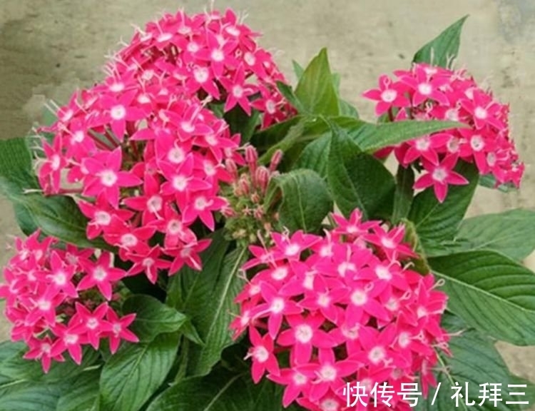 甜蜜红木香|4种漂亮花,好养易活能爆盆,比玫瑰好看,比绿萝好养