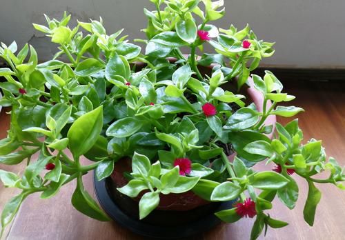 药片养花别忽视这4种，泡泡水就能充当“多个角色”