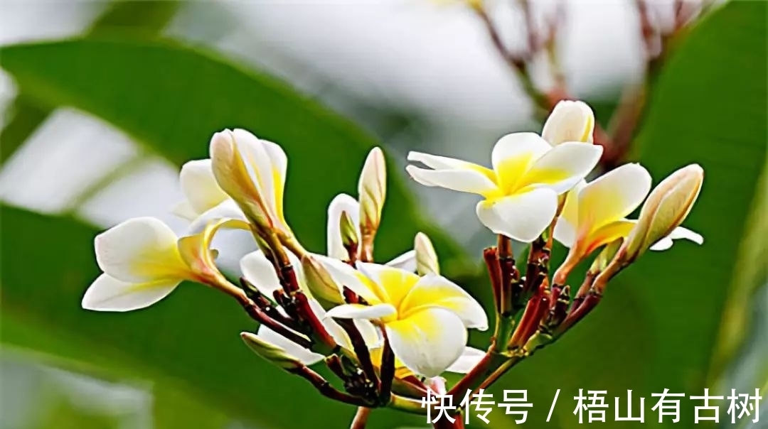 11月3日 11月15日运势最好的生肖 全网搜 11月3日 11月15日运势最好的生肖 全网搜