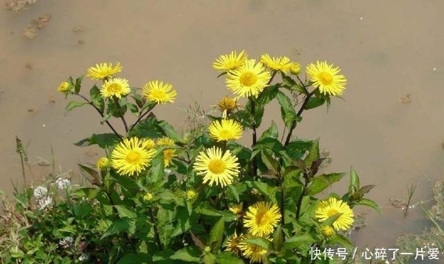 药用价值|农村河边的小黄花,药用价值很不错,如今一斤二十元钱,记得摘