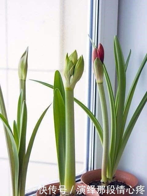 朱顶红开花美不美,养好种球就行了,做好4点,下一茬开花有惊喜!