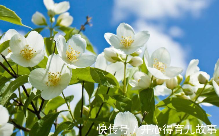 植株|茉莉开花花小香味淡，掌握这几种施肥方法，花大香味浓