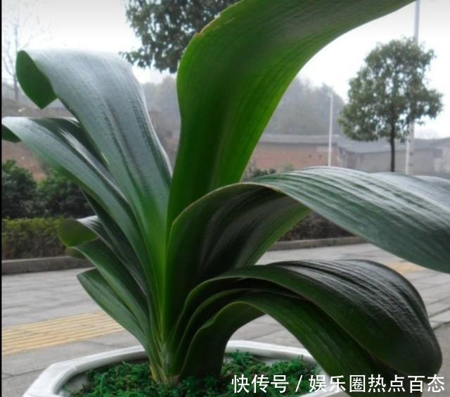 君子兰马上进入花芽分化期，做好4个细节，才能顺利开花！