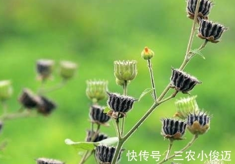 植株|农村茅厕边上的野草，可以用来治耳鸣，如今一斤10元成稀罕