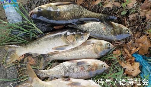 三伏天鲢鳙最好钓,手竿钓鲢鳙,这种钓法最犀利,一钓一个准!