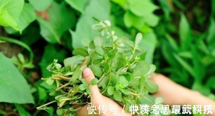 生草药性备要|农村这种野菜,被誉为“长寿菜”,城里人想吃都买不到!