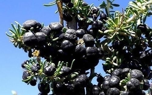 子宫|女人缺少雌激素容易老常吃4种食物，美白淡斑，预防子宫早衰