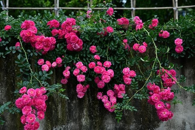 組圖 薔薇競芬芳淺夏亦可人 中國熱點