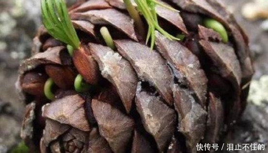 公园有“黑球”就捡回家,插土里浇点水,半月发新芽,半年成盆景!