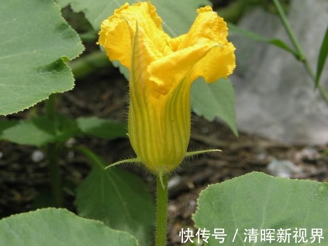 蝈蝈|百岁爷爷推荐农村老辈人的治病良药南瓜花,既抗癌又治乳腺炎