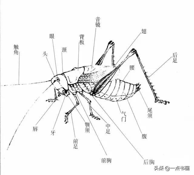 蝈蝈@国画教程——蝈蝈的画法