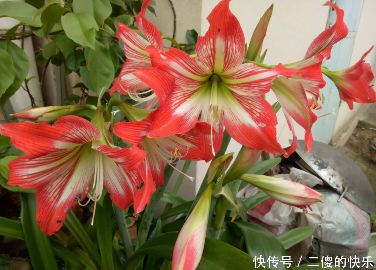 春季朱顶红开完花，教你养球“秘诀”，球又大又硬，长出好多侧芽