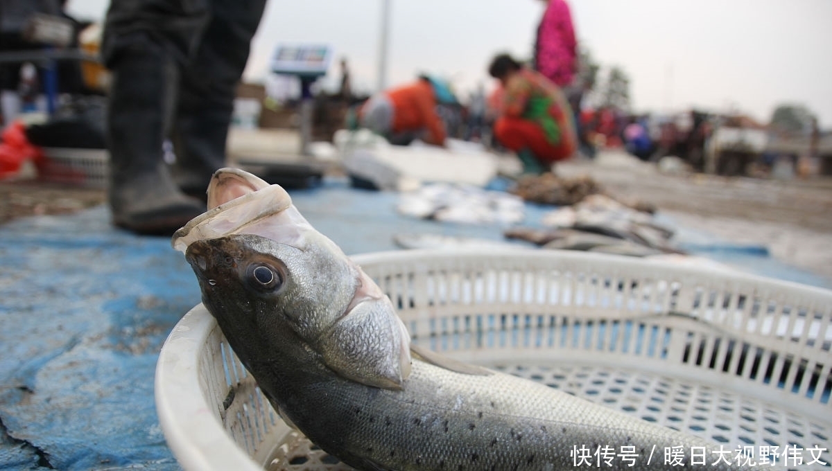 路亚|广东潮州一水库,有人钓起10多斤海鲈鱼,网友:水库有海鲈?