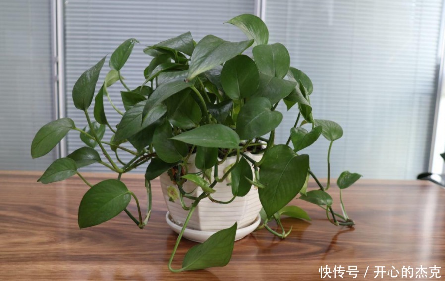 盆栽|室内盆栽植物,选花卉不如养绿植,这4款堪称一绝