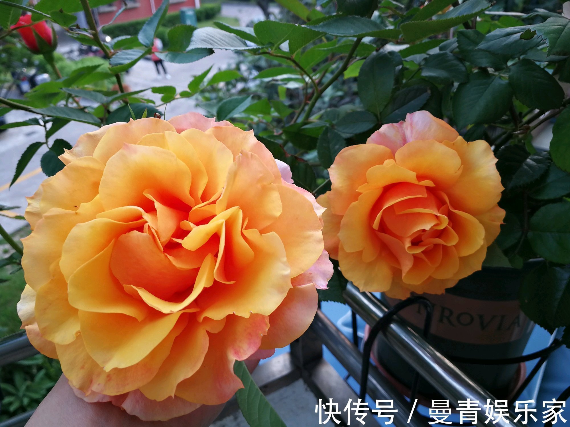 菊花海|喜欢菊花,不如养盆“菊中稀品”硫华菊,花开野性美,爆成菊花海