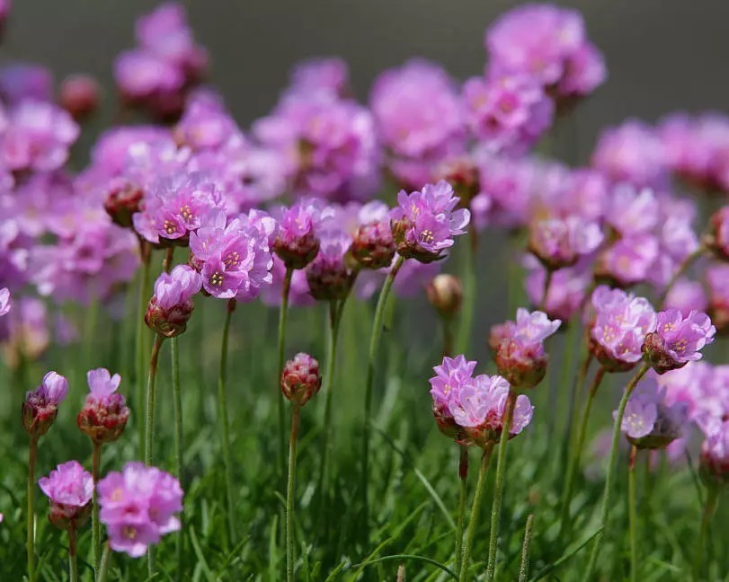 海 石 竹 花