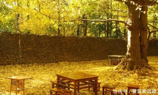 庭院种什么树最吉利,还好看?