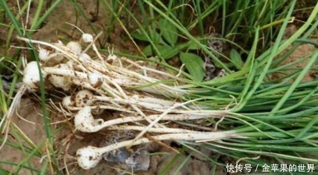 野草|人称“野藠头”，价值珍贵，却被连根挖起，希望今后不会，多谢！