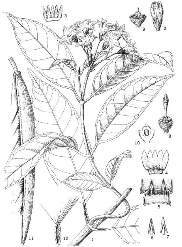 植物|消失20年！贵州再次发现中国特有植物富宁藤，重现意味着什么？