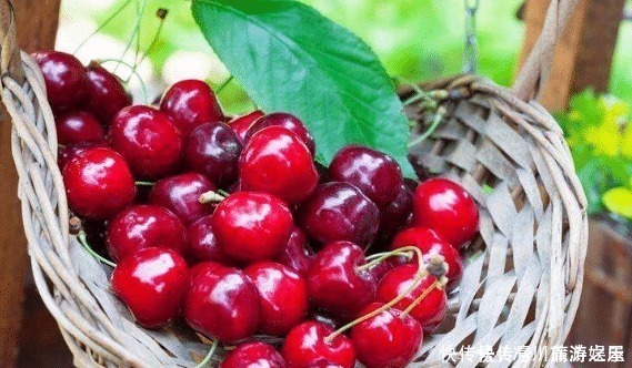 樱桃|孕妇可以吃樱桃吗吃樱桃太多,会有哪些影响
