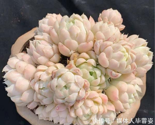 9种多肉,贵且难养,怕晒怕淋爱秃长,买了多半成鸡肋