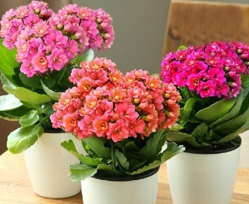 适合小盆养殖的3种花卉,漂亮易打理,颜值不逊色于大型盆景