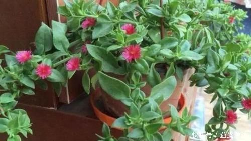 4种花最适合阳台养,全年开花不断,越养越喜欢,花开1茬又1茬!