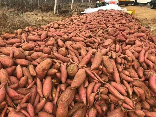 芋头|立秋后,哪些蔬菜可以吃了?6种常见蔬菜可以安排上,补水防秋燥