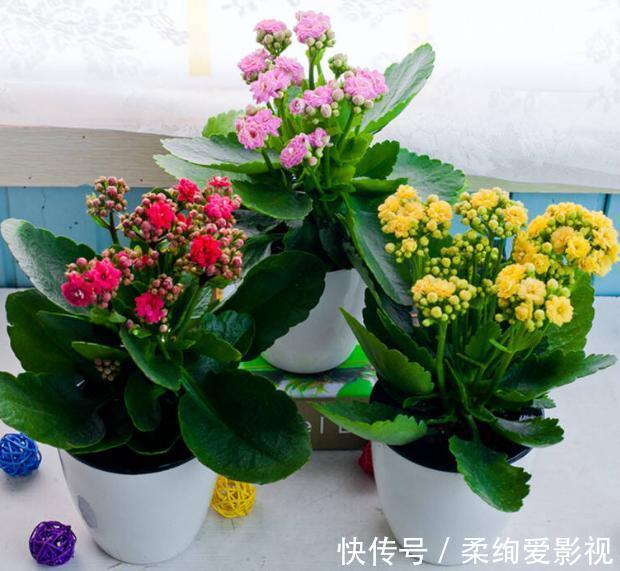 植物|冬日长寿花开完花后，马上动手做4件事，10天就能迎来下一波花