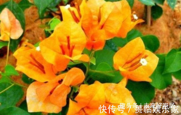 喜欢三角梅,不如首选“优良名品”柠檬黄三角梅,花开艳丽多姿!