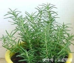 香草|这几种花草种在室内，香味就能飘散满屋，好看又好闻！