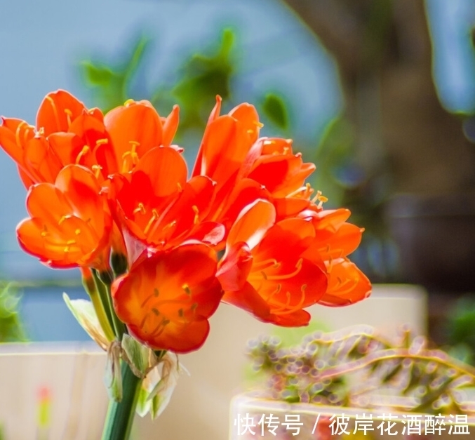 如何让君子兰主动开花？给你4个建议，到时间就开，不用发愁