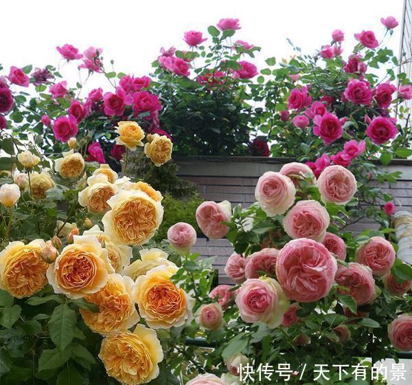 笋芽|月季花墙,小苗快速成型的“窍门”,一年满枝芽,爆出一墙花