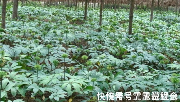 农民朋友|农村一种野草，生长在水沟却很珍贵，药店里一斤90块