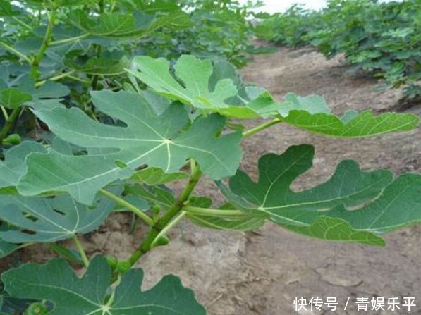 乡间趣事山上一“野树”，果子当零食，叶子当药草，全身都是宝