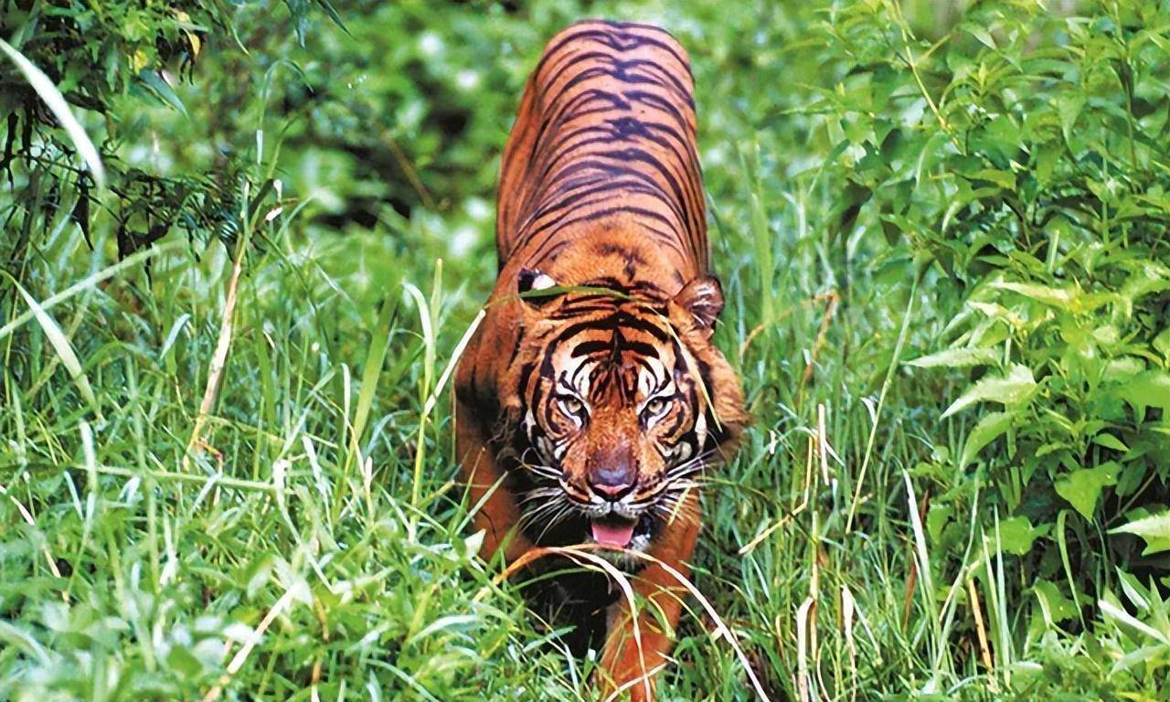 <p>爪哇虎曾是印尼爪哇岛上特有的虎亚种，也一度是这片土地上的霸主。然而，由于人类活动的不断扩张和环境的恶化，爪哇虎的数量急剧下降，至20世纪80年代，当地聘请有经验的观察员去寻找爪哇虎的踪迹，却再也没有找到虎的任何幸存迹象，于是爪哇虎正式被列为已灭绝的物种。</p>