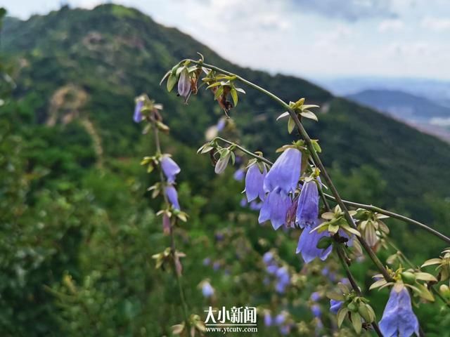 药材|探花记｜桔梗科植物“沙参”是药材