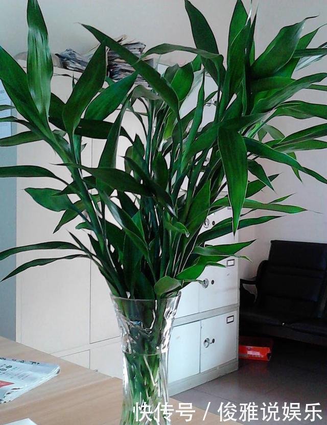 油绿|富贵竹老黄叶,扔个小药片,比花肥都灵,窜到屋顶还开花,好兆头