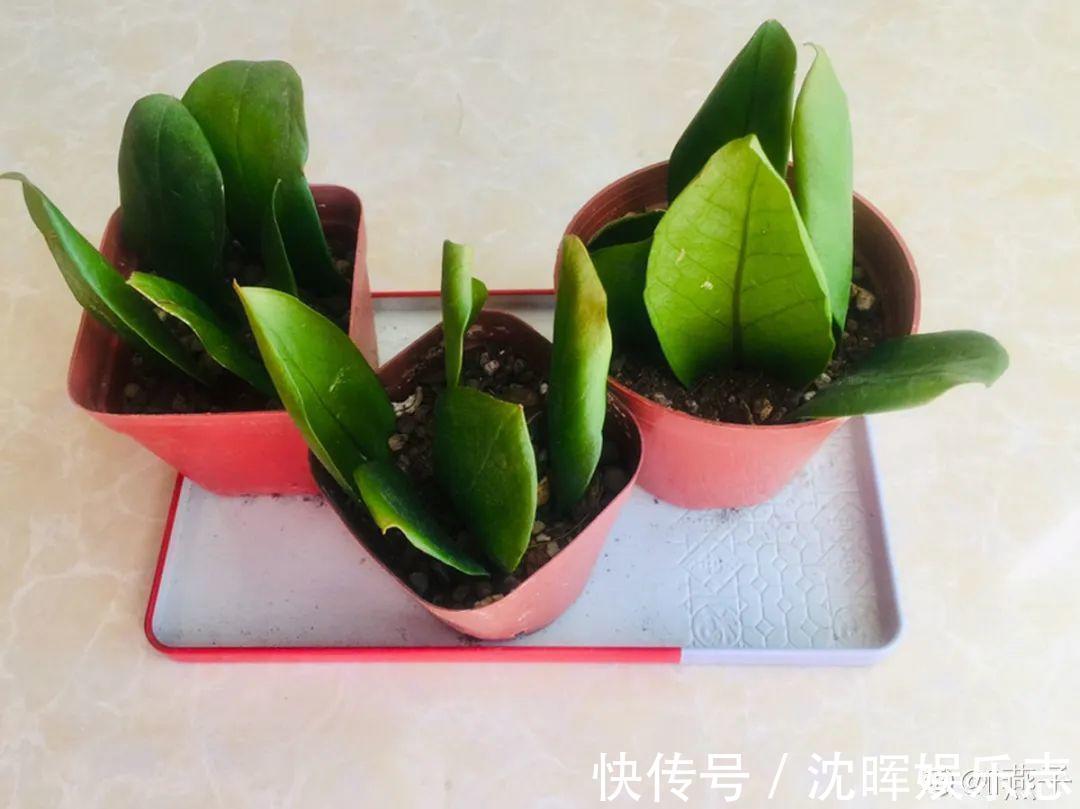 非洲堇|这花送人，只用送一片叶子，插土就活不心疼！