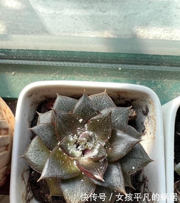 害虫|白粉虫真恶心,多肉遭殃了,全都是白粉虫,用小白药,彻底杀虫