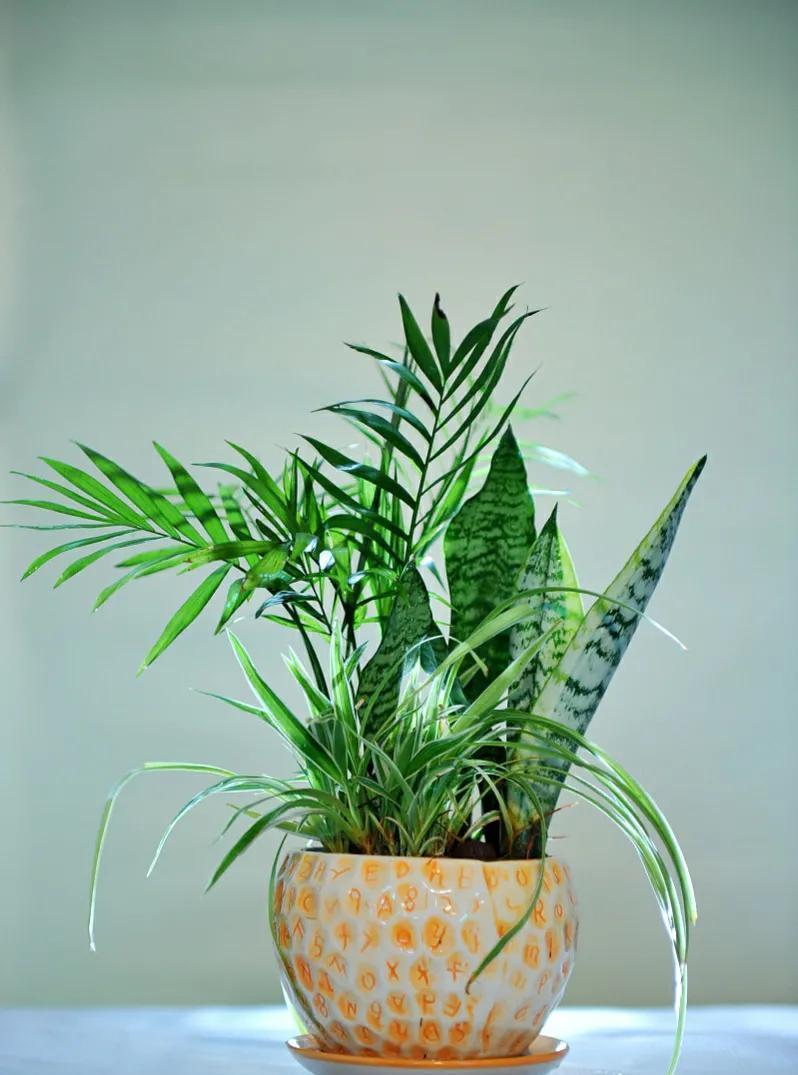 3种花作用大，室内灰尘也不怕，吸收能力强，人人都来夸