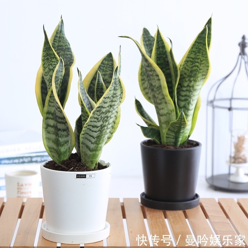 橡皮树|杭州发现一户人家阳台，太惊艳了，像御花园一样美，拍给大家晒晒