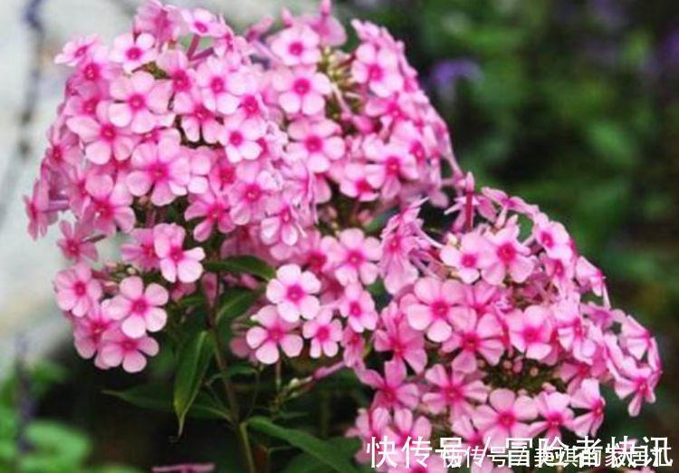 几种花超好养，丢土里就能活，一年多次开花，极为美丽