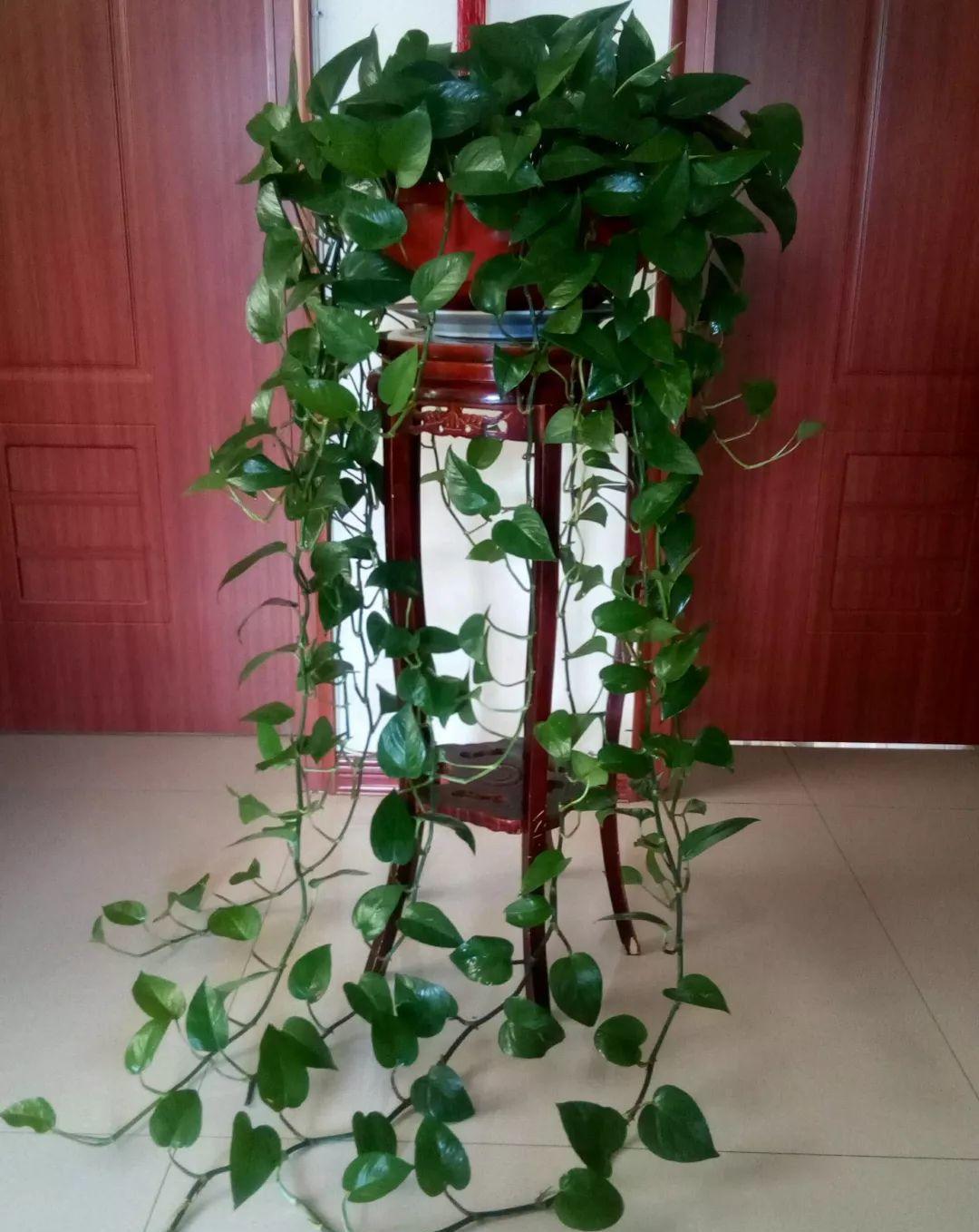 16种耐阴花,就算阳光不足,也能年年生长、开花