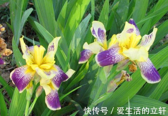 蟹爪兰花|家里阳台必养此款花卉，耐寒易打理，空气清新，比啥都强！