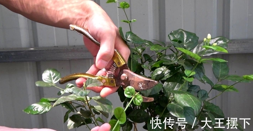5种欠修理的花,开完花要“狠剪”,才能继续开花