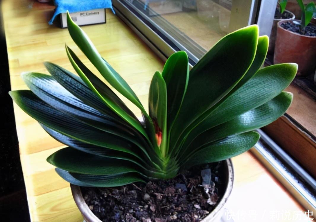 立春之后,养花要“叫醒”根系,缓过劲来,开花才会爆