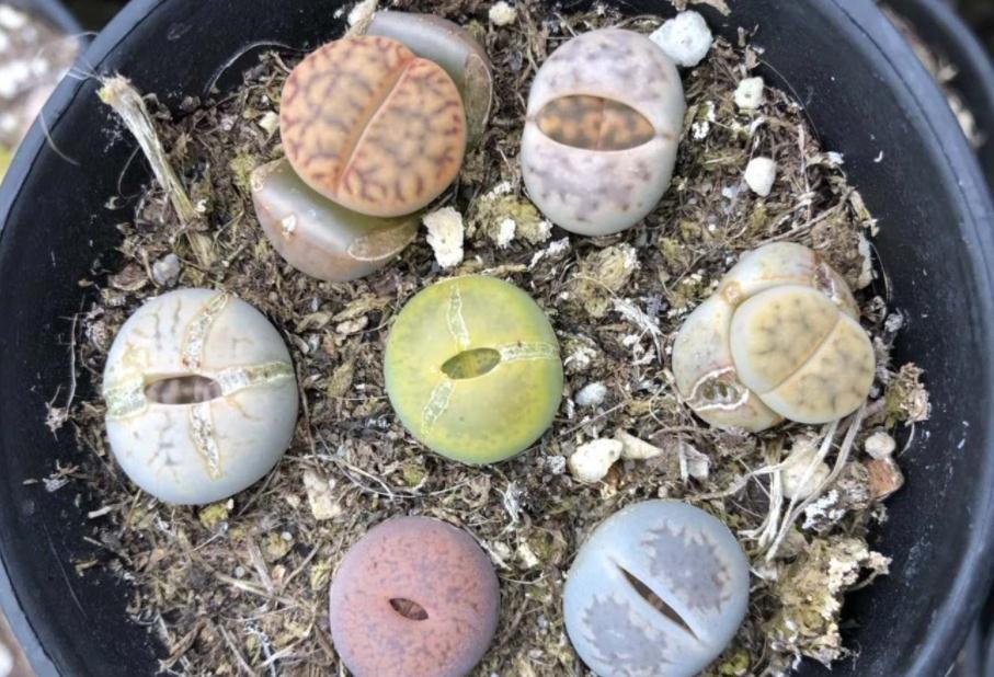 养蜕皮中的石生花,做好这4件事,才是名副其实的“富贵玉”