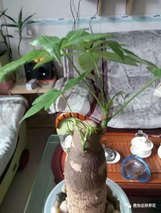 土生根|4种花放水里猛长根，比土培好养100倍，一分钱不花，还很漂亮！